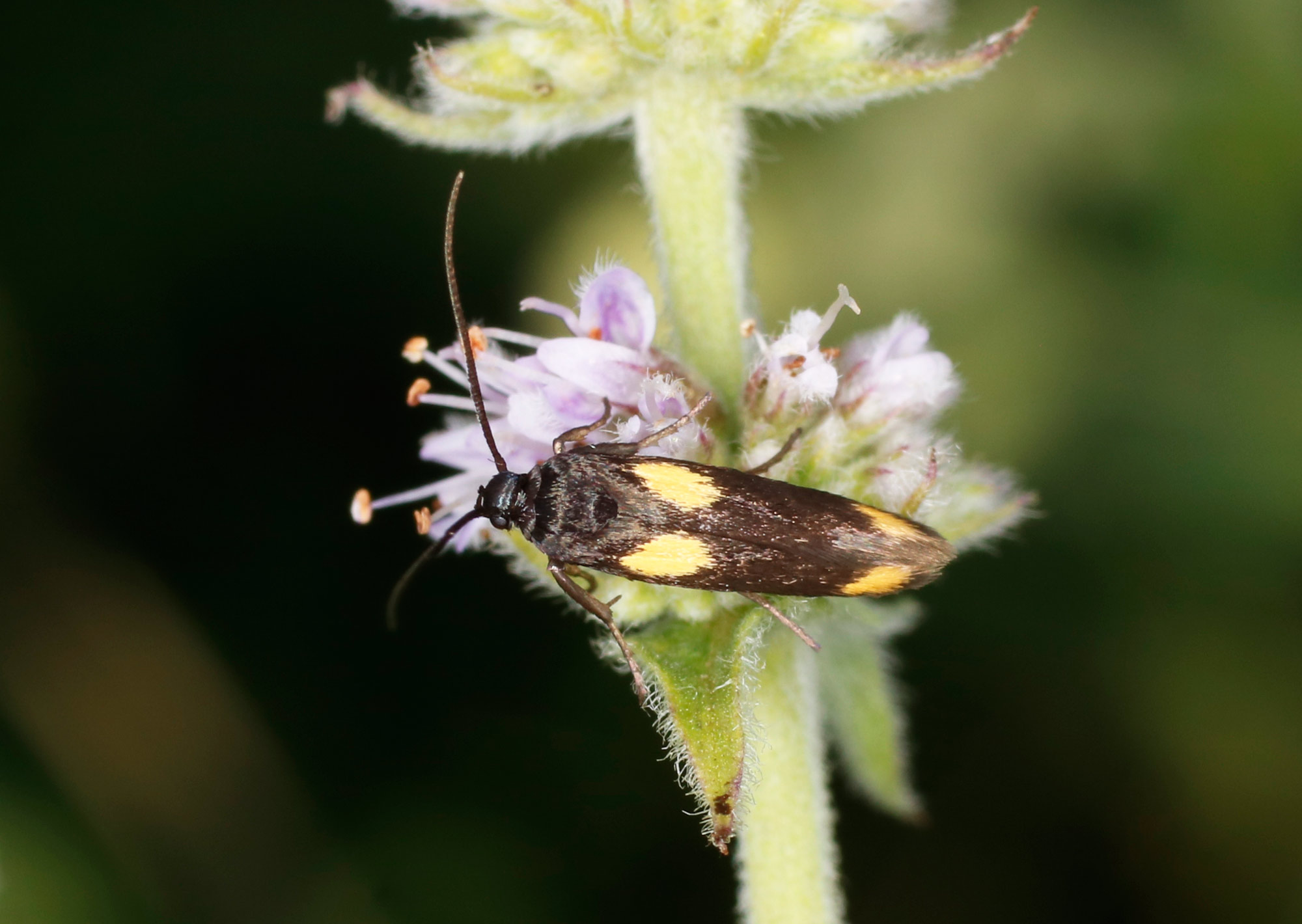 Scythrididae: Scythris sinensis